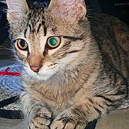 . Rocky a rejoint le concours — aidez-le/la à gagner de superbes lots ! animal, cat, close_up, curious, cute, ears, eyes, face, feline, fur, indoor, mammal, nose, paws, pet, portrait, resting, tabby, texture, whiskers