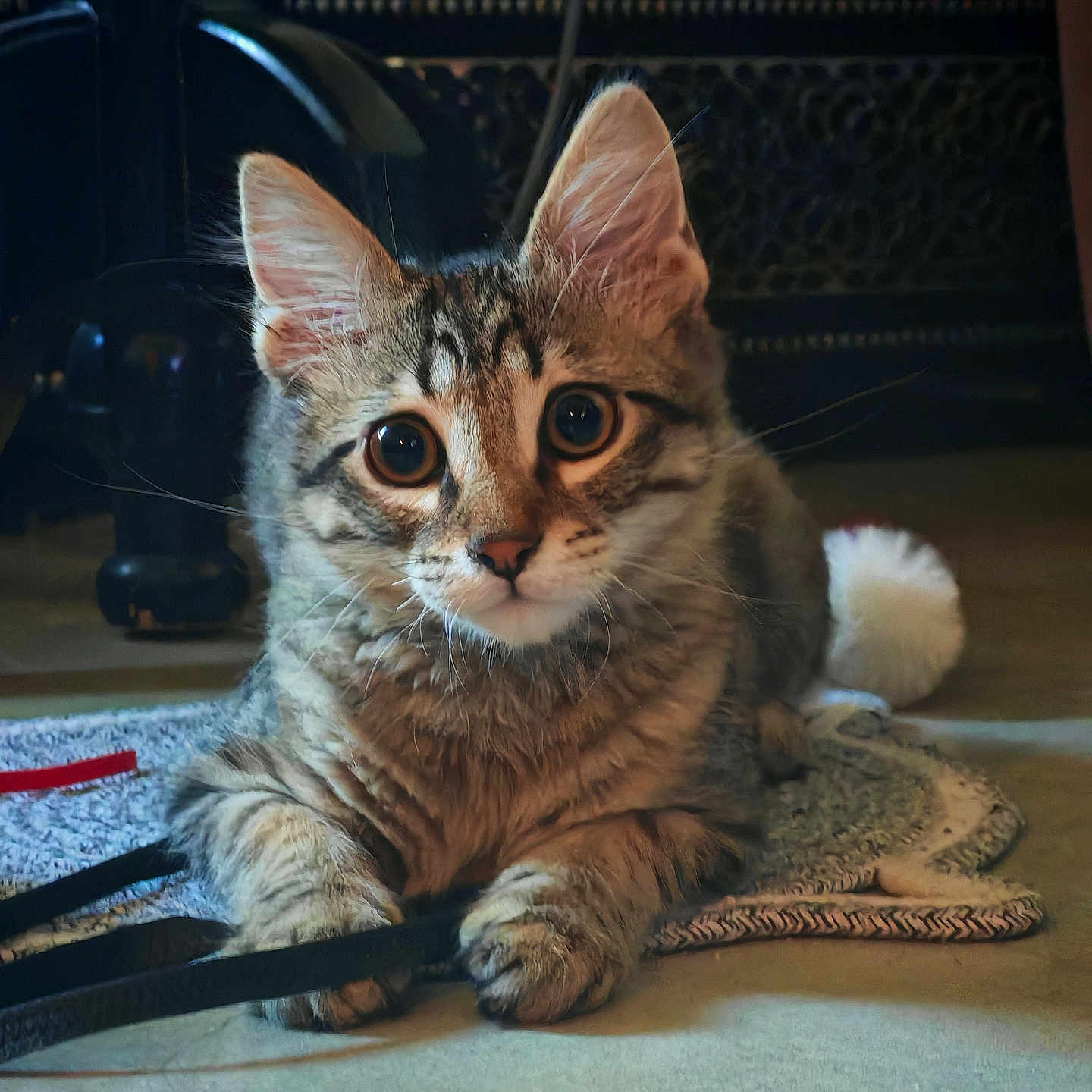 . Rocky participe au concours pour gagner de l'argent avec cette photo : animal, cat, closeup, curious, cute, domestic, ears, eyes, floor, fur, indoor, kitten, paws, pet, playful, resting, rug, tabby, toy, whiskers