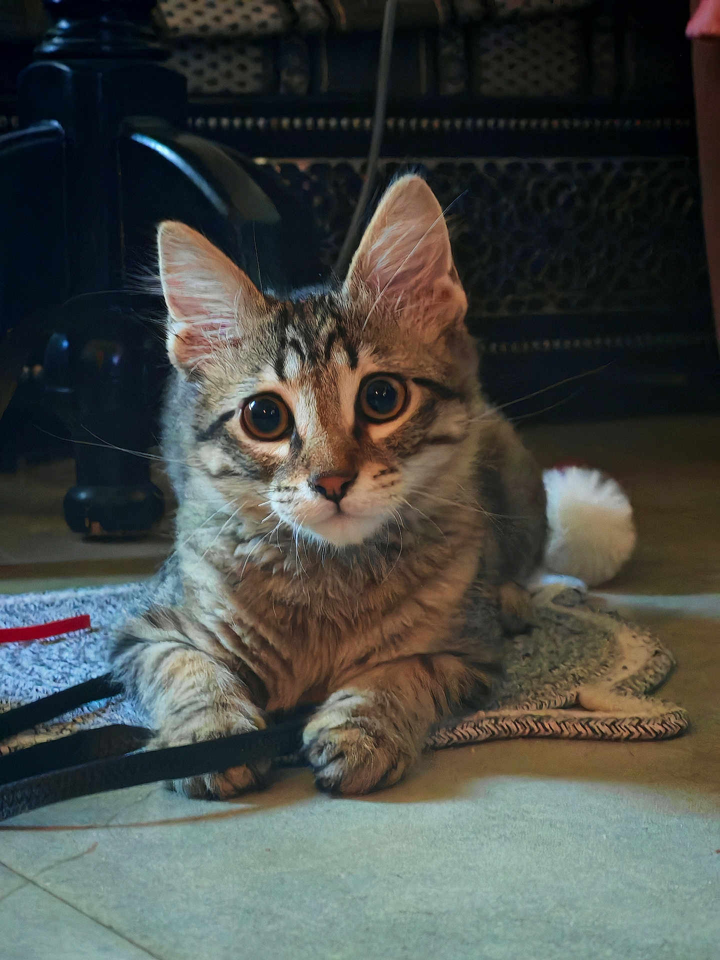 . Rocky participe au concours pour gagner de l'argent avec cette photo : animal, cat, closeup, curious, cute, domestic, ears, eyes, floor, fur, indoor, kitten, paws, pet, playful, resting, rug, tabby, toy, whiskers