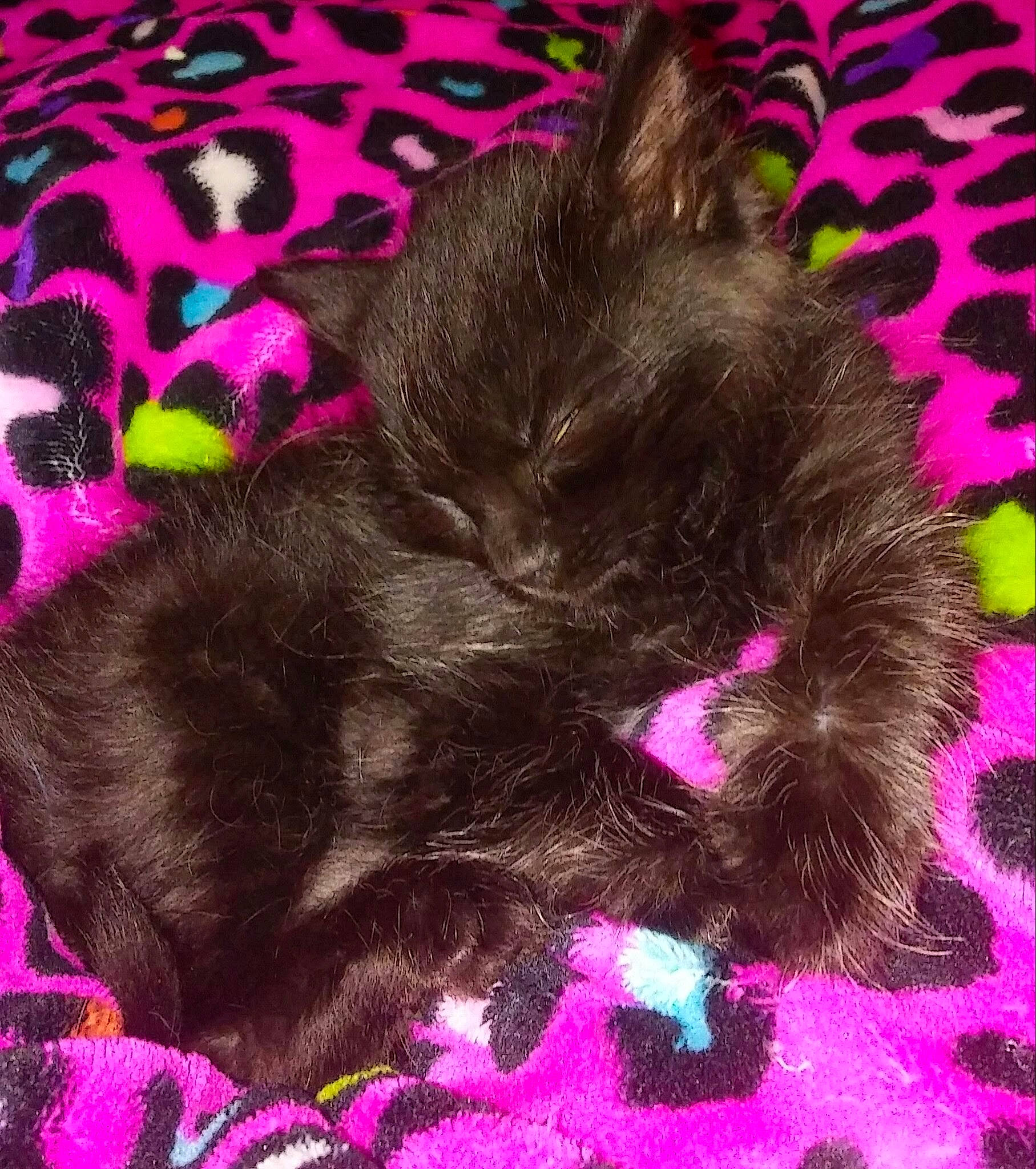 Chevy is registered to the contest to win money with this photo: carnivore, cat, comfort, dog_breed, domestic_short_haired_cat, ear, fawn, felidae, fur, liver, magenta, organism, pink, plant, purple, small_to_medium_sized_cats, snout, tail, violet, whiskers