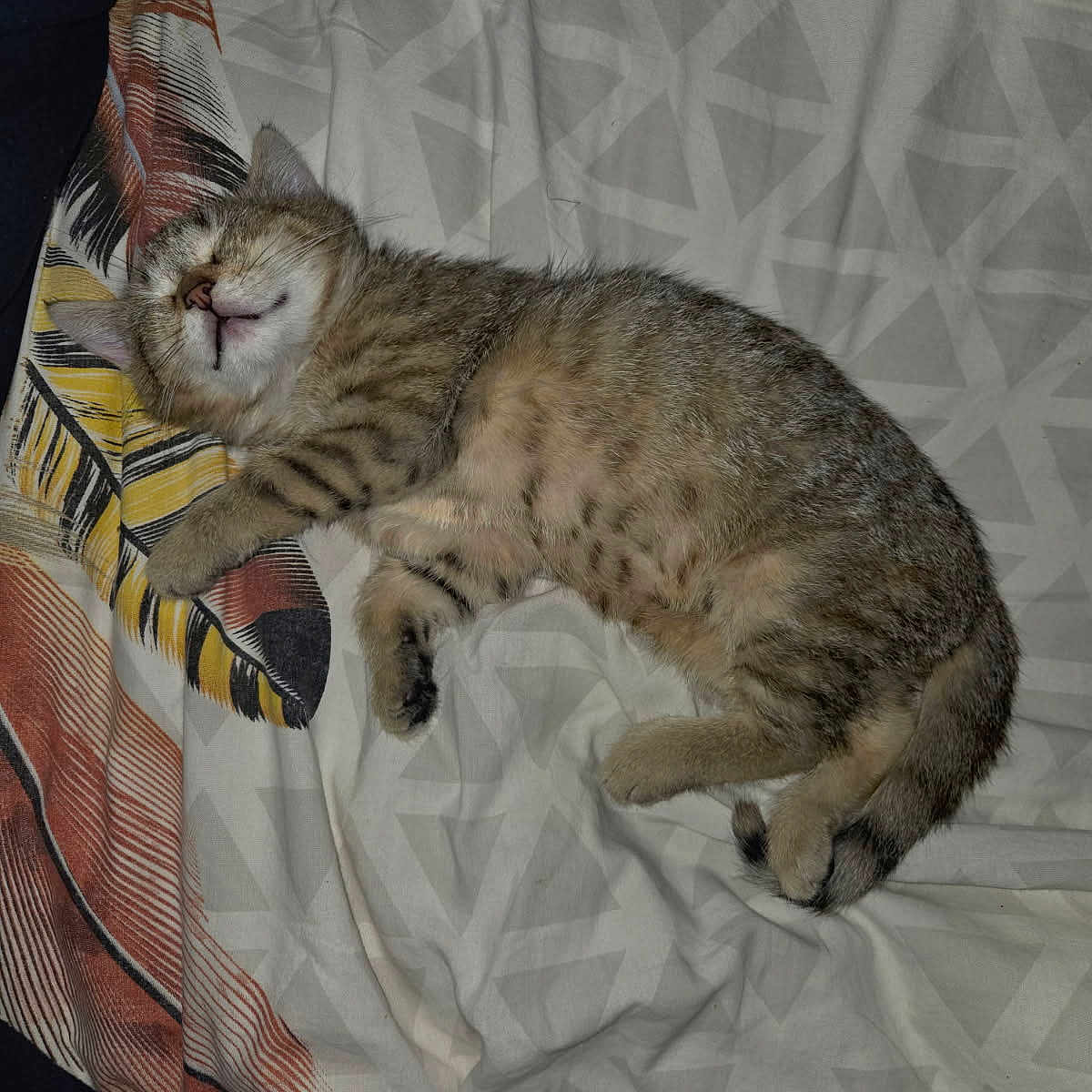Nousty participe au concours pour gagner de l'argent avec cette photo : animal, bedspread, cat, cozy, cute, domestic, feline, fur, indoor, kitten, pattern, paw, pet, relaxation, resting, sleeping, soft, tabby, tail, whiskers
