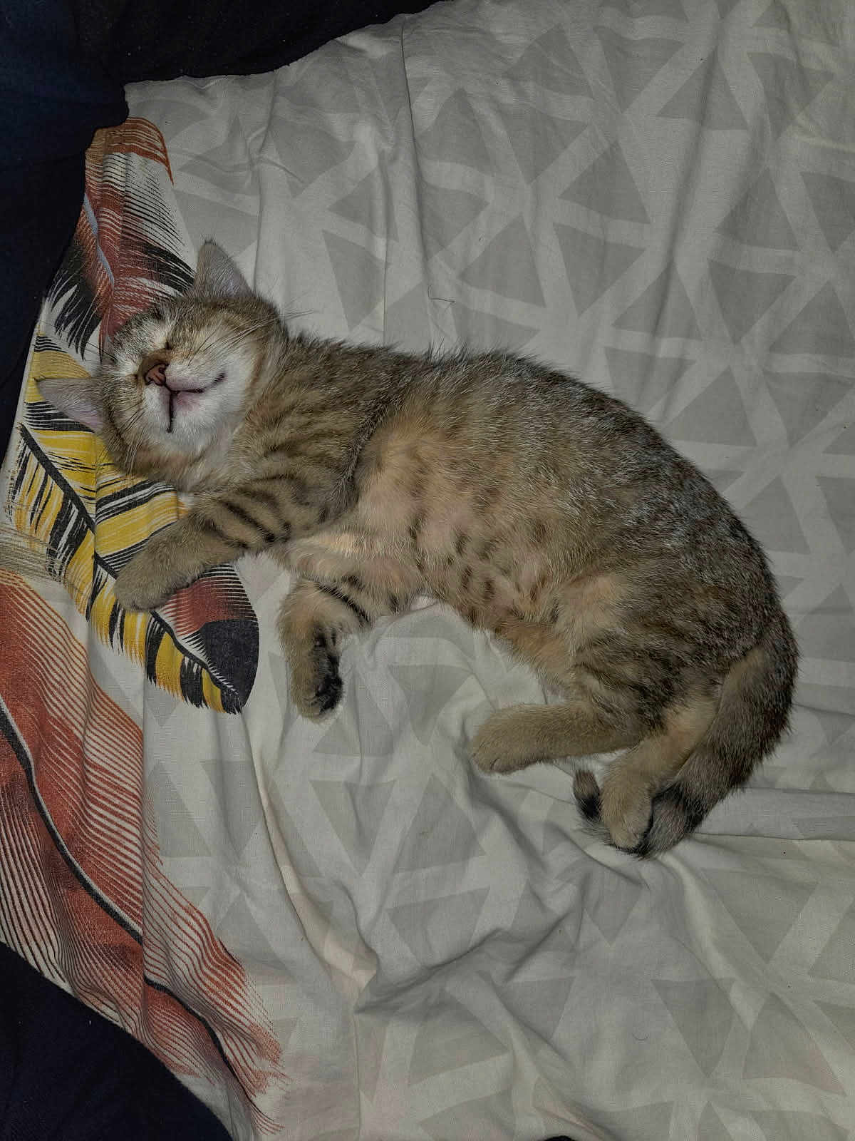 Nousty participe au concours pour gagner de l'argent avec cette photo : kitten, sleeping, tabby, cat, pet, fur, bedspread, pattern, cozy, animal, cute, resting, domestic, feline, whiskers, paw, tail, indoor, soft, relaxation