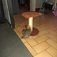 Nousty a rejoint le concours — aidez-le/la à gagner de superbes lots ! kitten, cat, scratching_post, toy, indoor, floor, tile_floor, brown, striped, playful, pet, animal, small, cute, feline, scratching, carpet_edge, furniture, home, cozy
