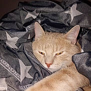 Tupac participe au concours pour gagner de l'argent avec cette photo : cat, feline, pet, blanket, stars, cozy, sleepy, fur, whiskers, paw, indoor, cute, resting, animal, mammal, domestic, comfort, relaxation, closeup, soft