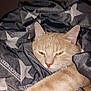 cat, feline, pet, blanket, stars, cozy, sleepy, fur, whiskers, paw, indoor, cute, resting, animal, mammal, domestic, comfort, relaxation, closeup, soft