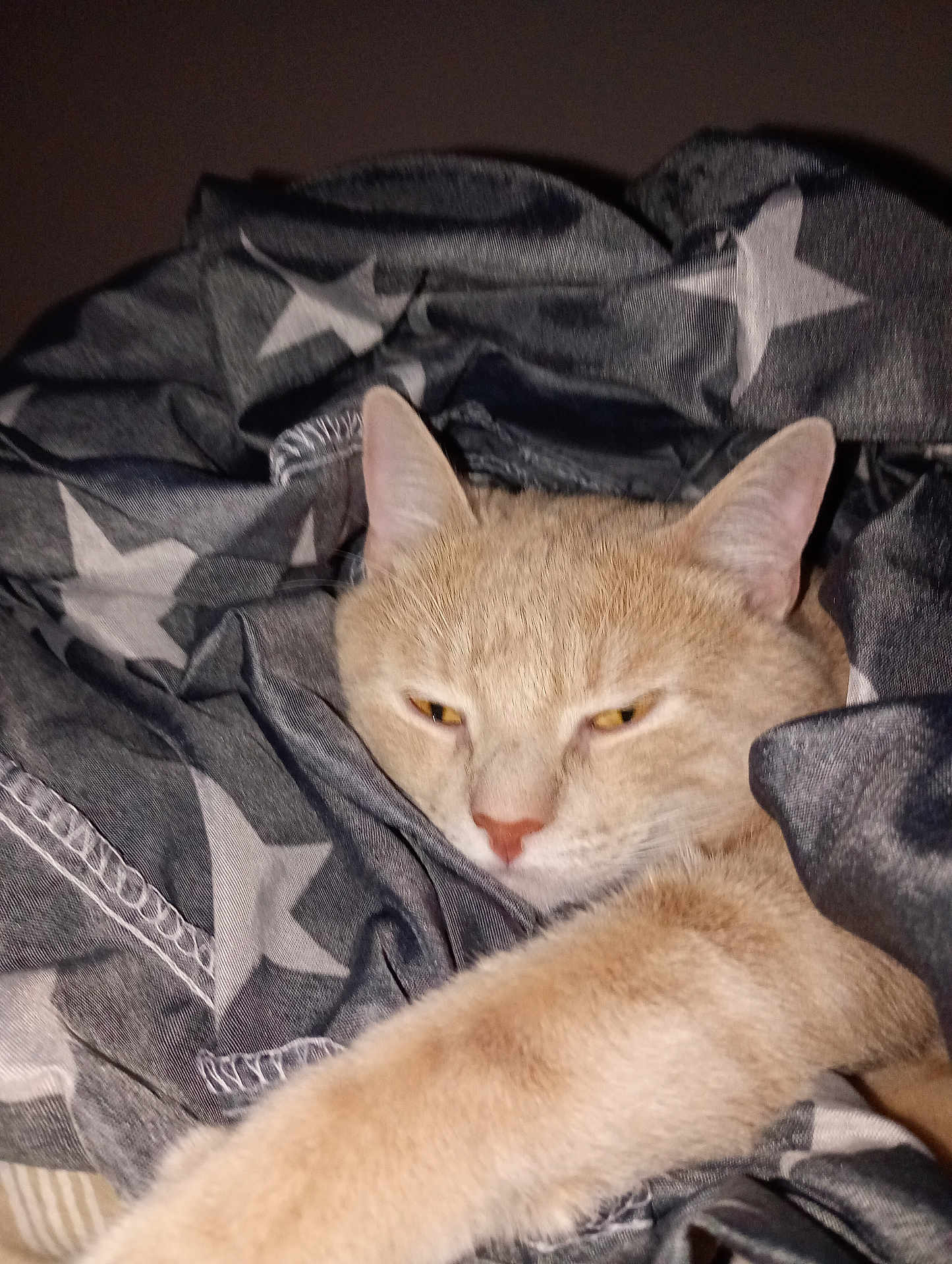 Tupac participe au concours pour gagner de l'argent avec cette photo : cat, feline, pet, blanket, stars, cozy, sleepy, fur, whiskers, paw, indoor, cute, resting, animal, mammal, domestic, comfort, relaxation, closeup, soft