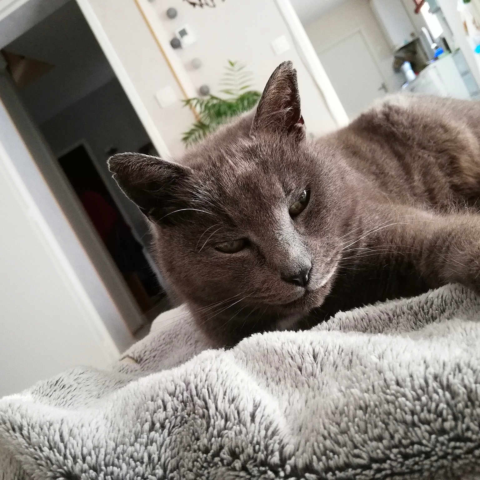 Nala