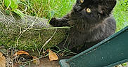Kuro a rejoint le concours — aidez-le/la à gagner de superbes lots ! animal, bird, blackbird, blackcat, cat, grass, jar, kitten, manx, nature, outdoors, pet, plant, planter, pottedplant, pottery, slate, soil, vase, wood