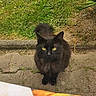 animal, black_cat, cat, close_up, curious, daylight, ears, feline, fluffy_tail, garden, grass, greenery, looking_up, mammal, nature, outdoor, pet, stone_path, whiskers, yellow_eyes