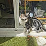 animal, black, cat, curious, daylight, door, glass, grass, indoor, leaves, outdoor, person_legs, pet, reflection, shadow, sitting, striped, sunlight, water_bowl, white