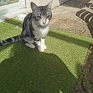 Baggy a rejoint le concours — aidez-le/la à gagner de superbes lots ! animal, artificial_grass, cat, daylight, door, feline, grass, leaf, nature, outdoor, pavement, pet, plant_pot, quiet, shadow, sitting, sunlight, tabby_cat, wall, window