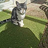 animal, artificial_grass, cat, daylight, door, feline, grass, leaf, nature, outdoor, pavement, pet, plant_pot, quiet, shadow, sitting, sunlight, tabby_cat, wall, window