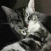 Baggy a rejoint le concours — aidez-le/la à gagner de superbes lots ! cat, tabby, sleeping, paw, whiskers, closeup, feline, pet, animal, resting, fur, striped, cute, relaxed, indoors, portrait, soft_light, peaceful, mammal, cozy