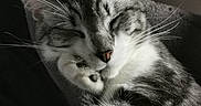 Baggy a rejoint le concours — aidez-le/la à gagner de superbes lots ! animal, cat, closeup, cozy, cute, feline, fur, indoors, mammal, paw, peaceful, pet, portrait, relaxed, resting, sleeping, soft_light, striped, tabby, whiskers