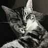 animal, cat, closeup, cozy, cute, feline, fur, indoors, mammal, paw, peaceful, pet, portrait, relaxed, resting, sleeping, soft_light, striped, tabby, whiskers