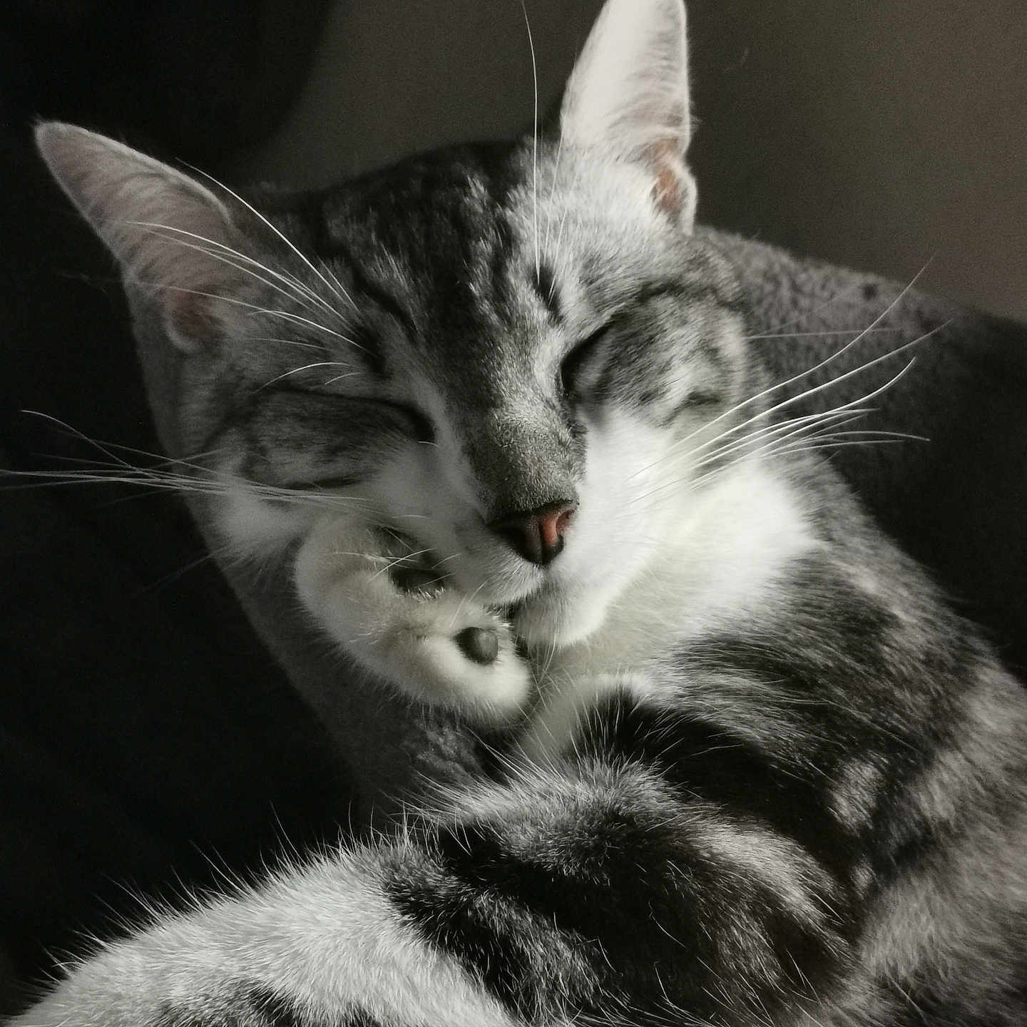 Baggy a rejoint le concours — aidez-le/la à gagner de superbes lots ! cat, tabby, sleeping, paw, whiskers, closeup, feline, pet, animal, resting, fur, striped, cute, relaxed, indoors, portrait, soft_light, peaceful, mammal, cozy