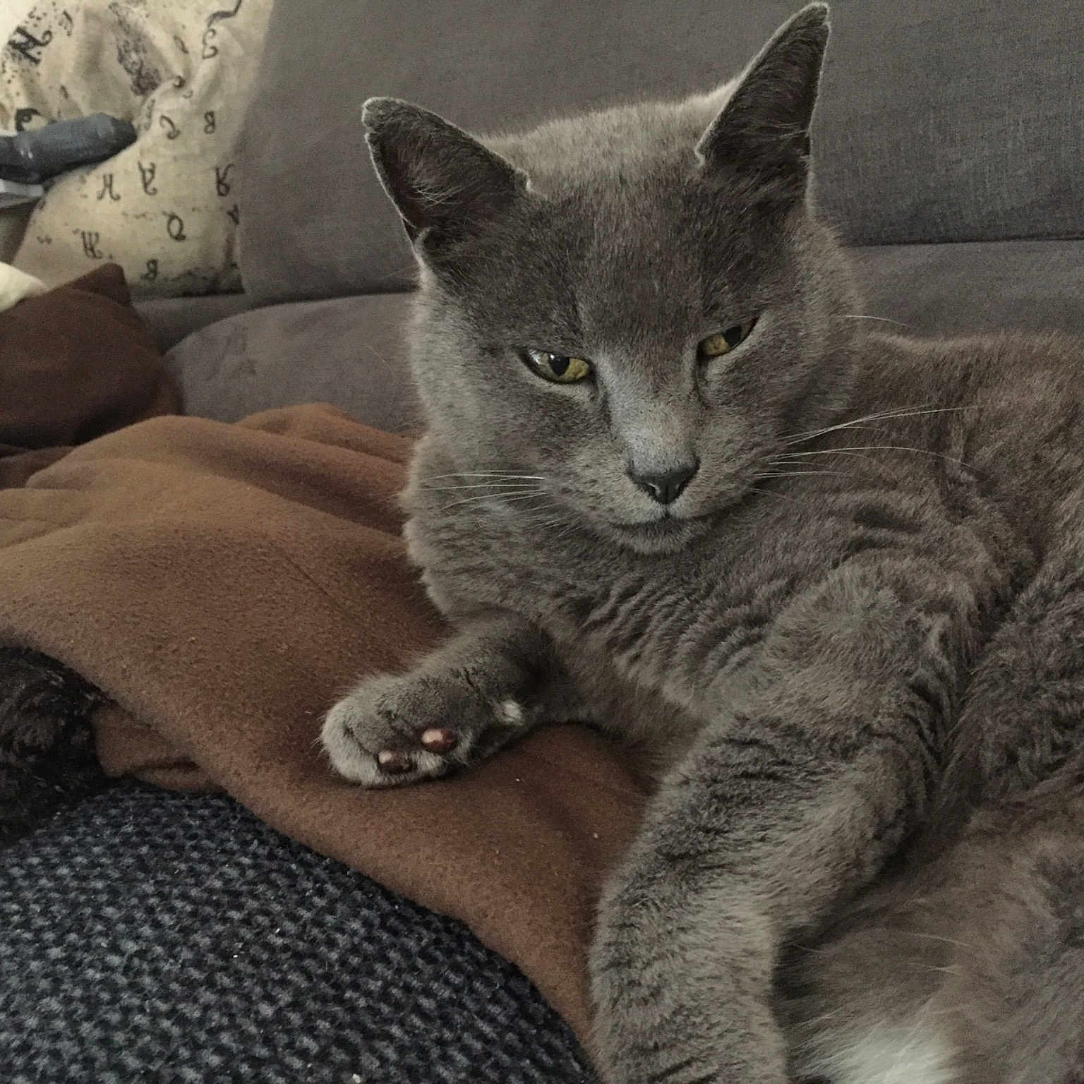 Nala
