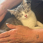 Linky participe au concours pour gagner de l'argent avec cette photo : cat, kitten, sleeping, hands, human, pet, comfort, relaxation, closeup, feline, domestic_animal, resting, love, caring, skin, nail_polish, tattoo, ring, holding, peaceful