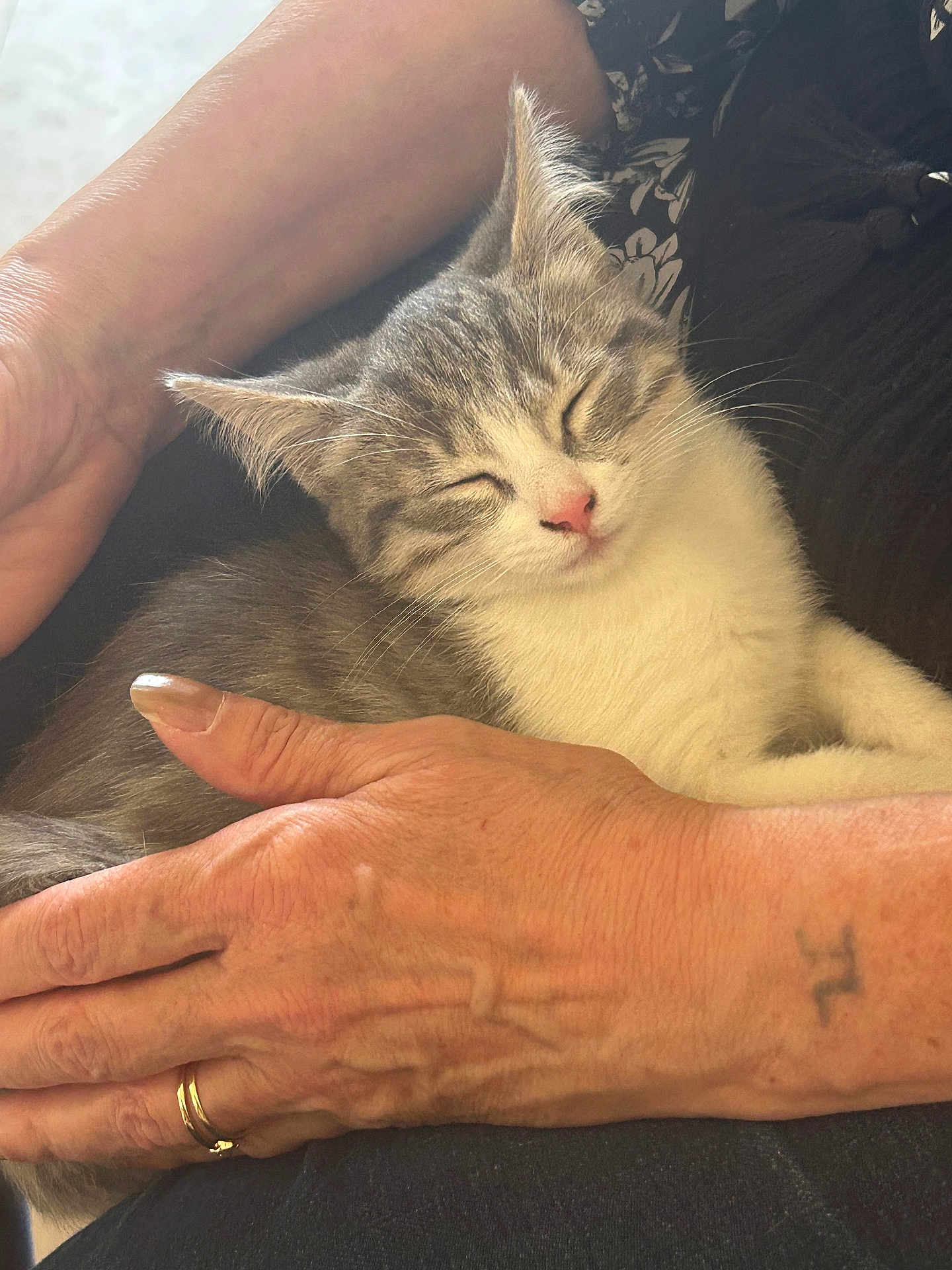 Linky participe au concours pour gagner de l'argent avec cette photo : cat, kitten, sleeping, hands, human, pet, comfort, relaxation, closeup, feline, domestic_animal, resting, love, caring, skin, nail_polish, tattoo, ring, holding, peaceful