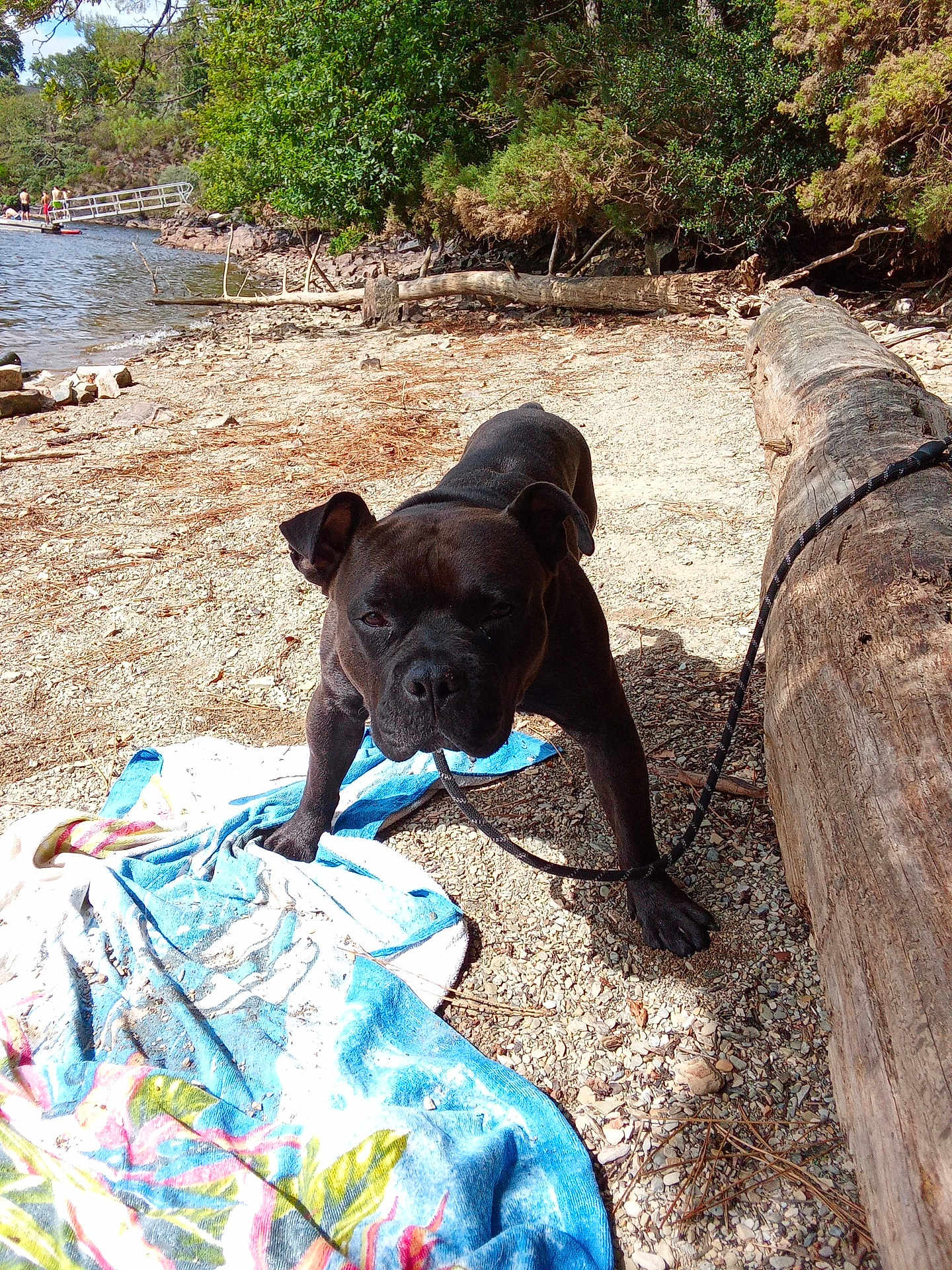 Billig participe au concours pour gagner de l'argent avec cette photo : dog, black_dog, leash, towel, lake, rocky_shore, log, trees, outdoor, sunlight, water, nature, animal, pet, summer, daytime, playful, canine, shoreline, grass