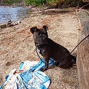 Billig participe au concours pour gagner de l'argent avec cette photo : dog, beach_towel, leash, lake, water, rocks, tree, log, outdoor, nature, calm, summer, animal, pet, shore, greenery, sunlight, recreation, relaxation, canine