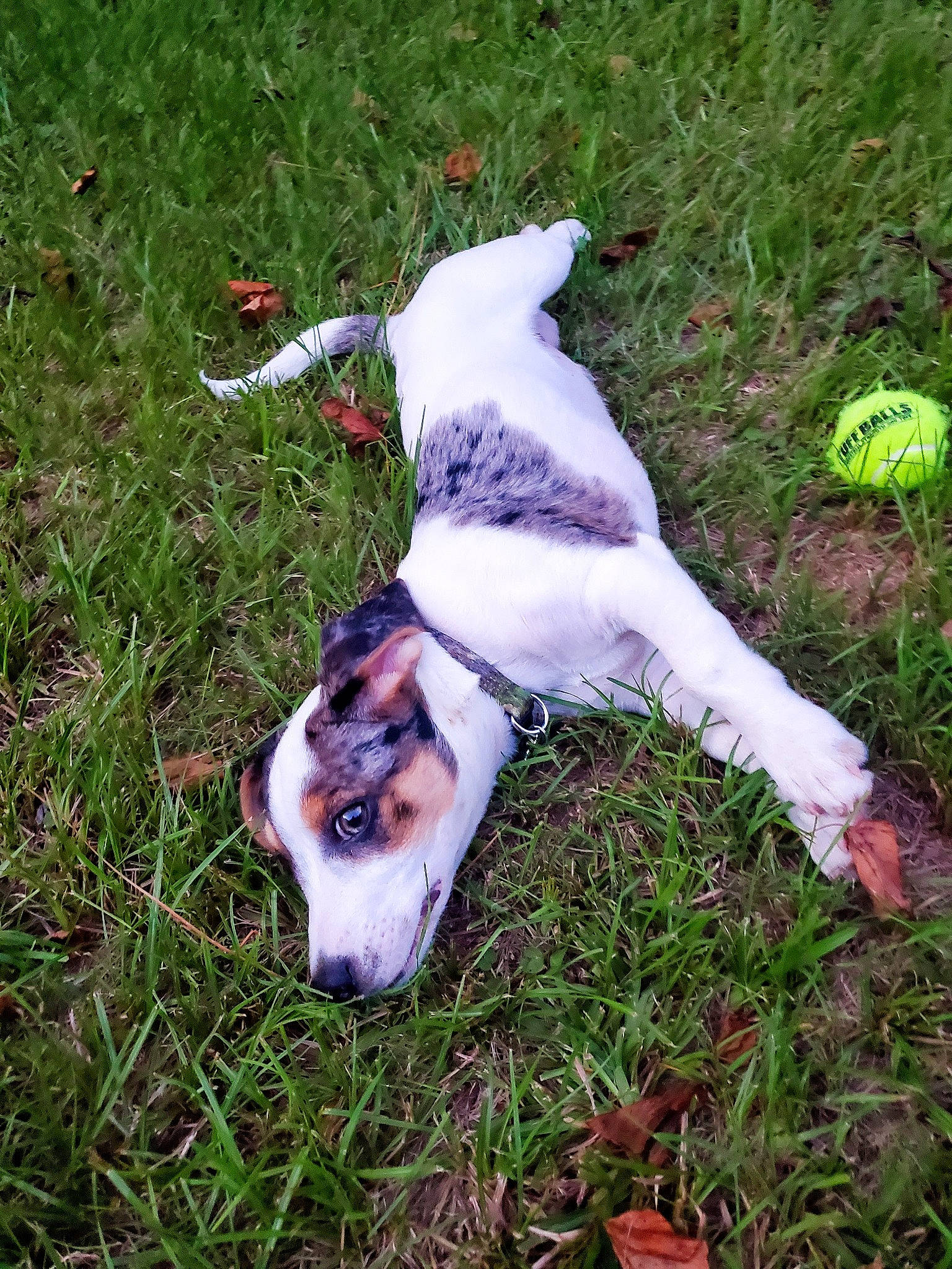 Rocky joined the competition — help win amazing prizes! canidae, carnivore, companion_dog, dog, dog_breed, fawn, grass, grass_family, grassland, groundcover, hunting_dog, non_sporting_group, sporting_group, tail, working_animal