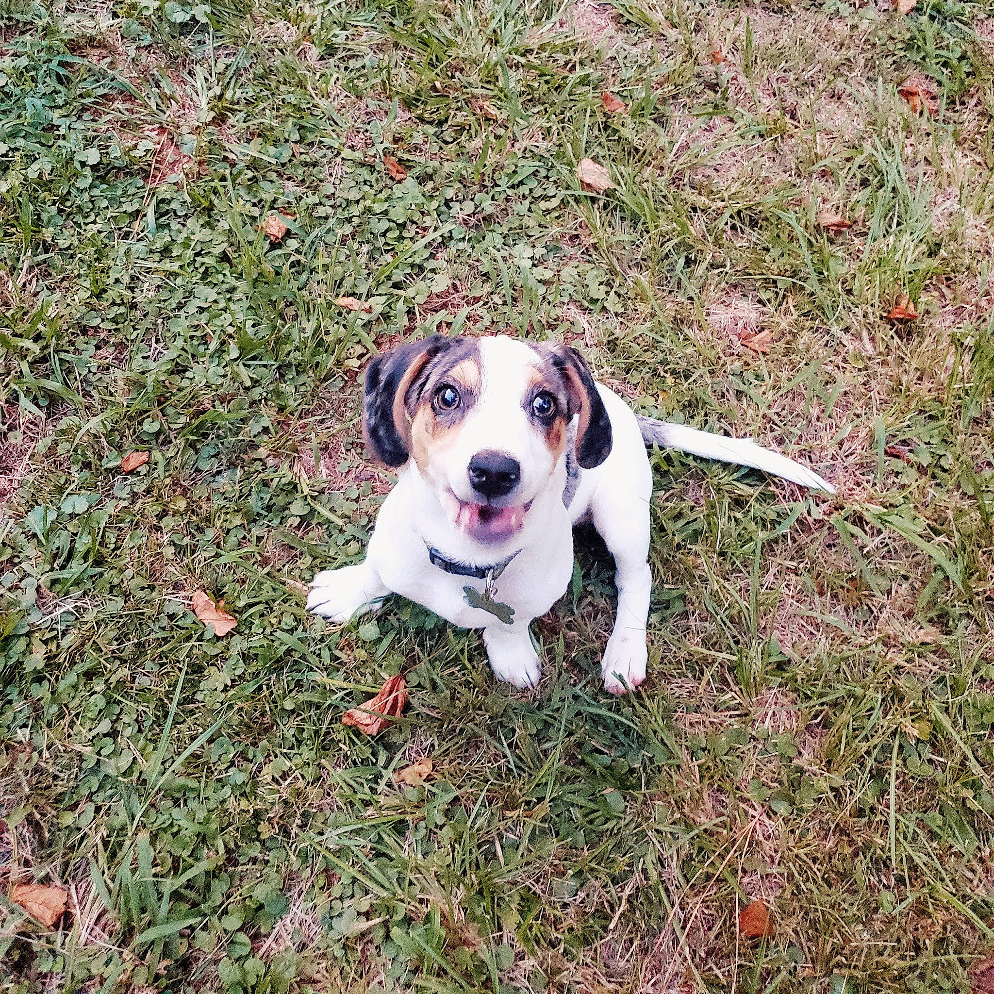 Rocky joined the competition — help win amazing prizes! canidae, carnivore, collar, companion_dog, dog, dog_breed, dog_collar, grass, groundcover, gun_dog, hunting_dog, non_sporting_group, paw, plant, soil, tail, working_animal