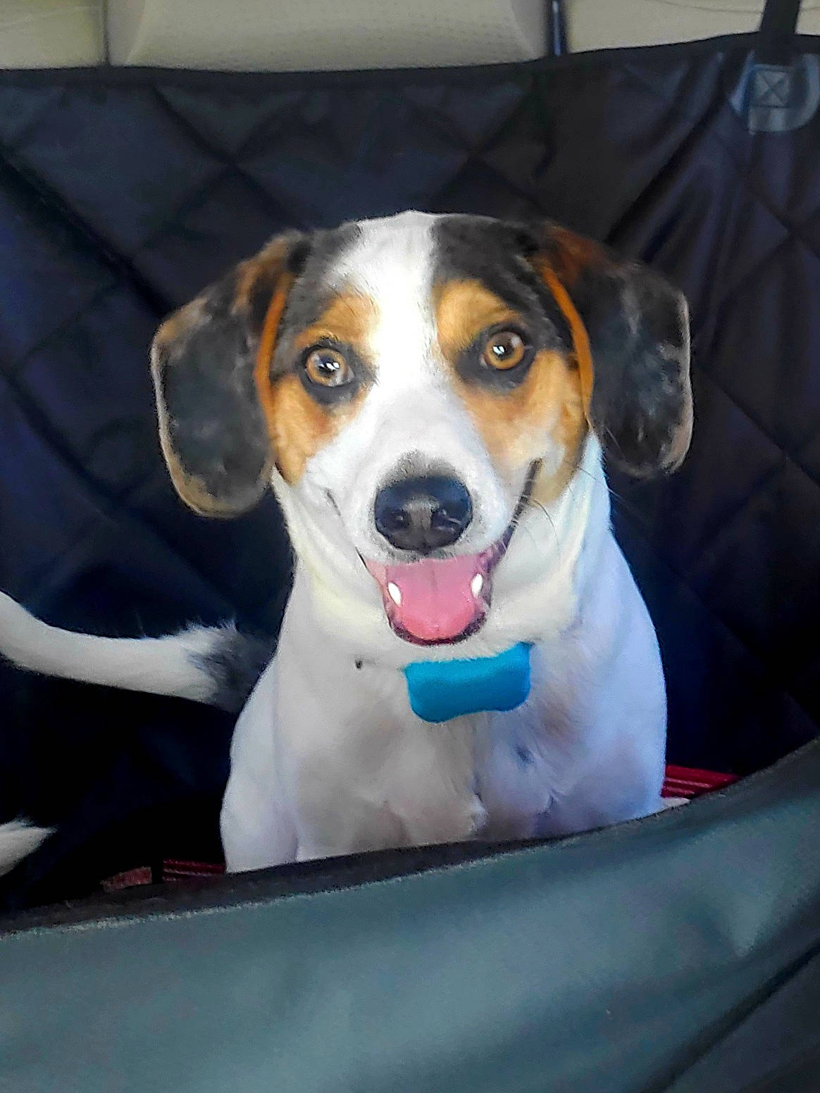 Rocky joined the competition — help win amazing prizes! canidae, carnivore, collar, companion_dog, dog, dog_breed, dog_collar, dog_supply, fawn, hound, hunting_dog, pet_supply, recipe, sitting, snout, sporting_group, whiskers, windshield, working_animal, working_dog