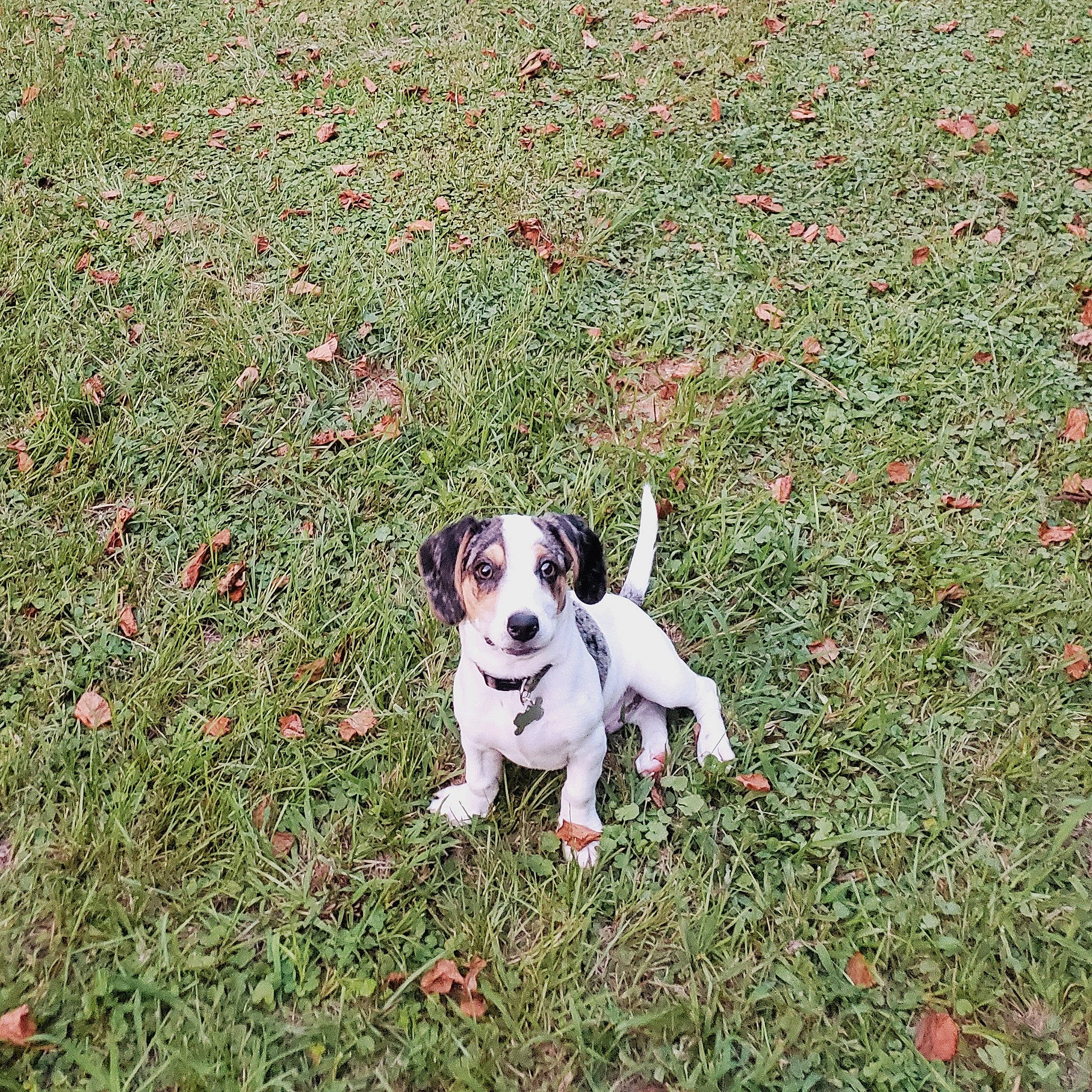 Rocky joined the competition — help win amazing prizes! ball, canidae, carnivore, companion_dog, dog, dog_breed, fawn, grass, grassland, groundcover, lawn, plant, puppy, shrub, snout, soil, sporting_group, tail, terrier, toy_dog