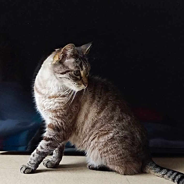 Chanelle a rejoint le concours — aidez-le/la à gagner de superbes lots ! abyssinian, angora, animal, cat, egyptiancat, kitten, manx, pet, siamese