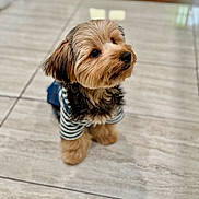 Dominick joined the competition — help win amazing prizes! dog, puppy, small_dog, striped_shirt, pet, cute, fluffy, indoor, floor, tile_floor, looking_up, adorable, fur, domestic_animal, animal, canine, young_dog, waiting, attentive, companion