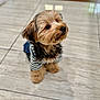 dog, puppy, small_dog, striped_shirt, pet, cute, fluffy, indoor, floor, tile_floor, looking_up, adorable, fur, domestic_animal, animal, canine, young_dog, waiting, attentive, companion