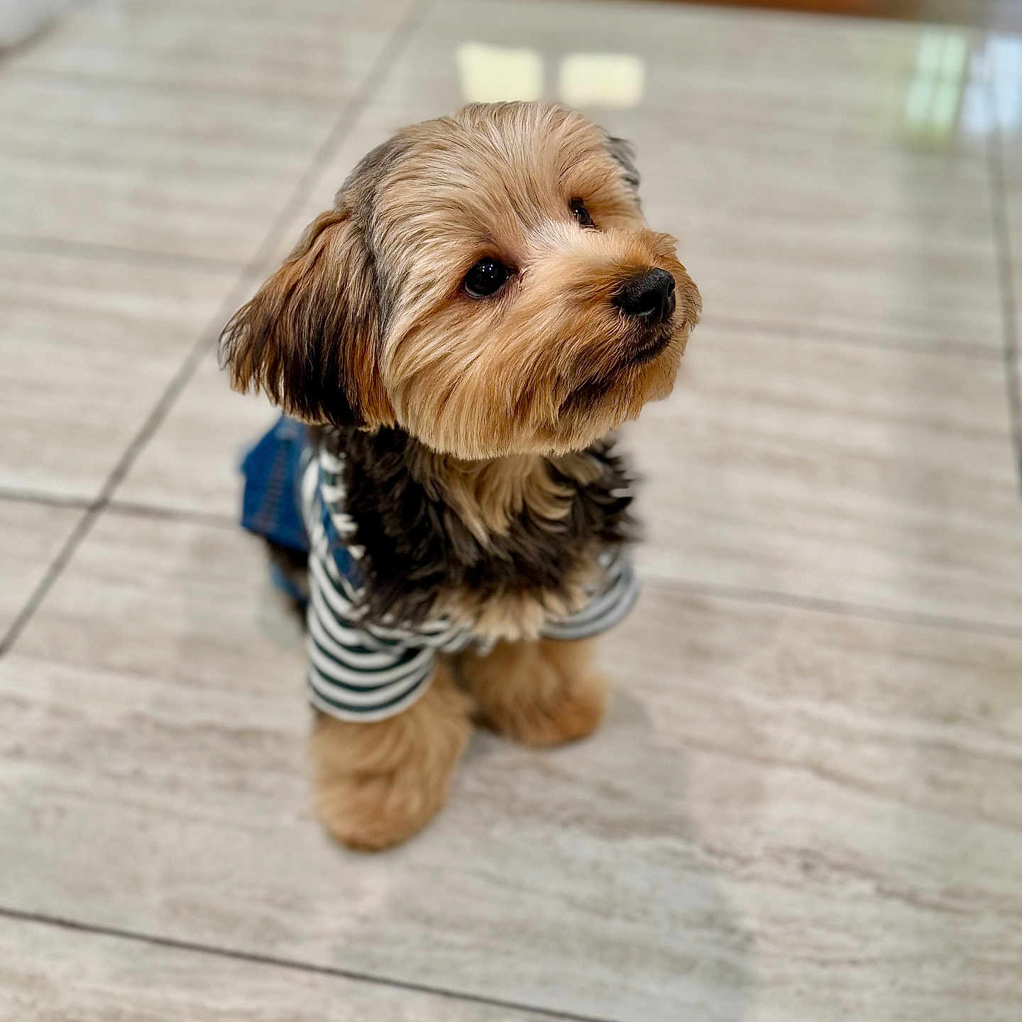 Dominick joined the competition — help win amazing prizes! adorable, animal, attentive, canine, companion, cute, dog, domestic_animal, floor, fluffy, fur, indoor, looking_up, pet, puppy, small_dog, striped_shirt, tile_floor, waiting, young_dog