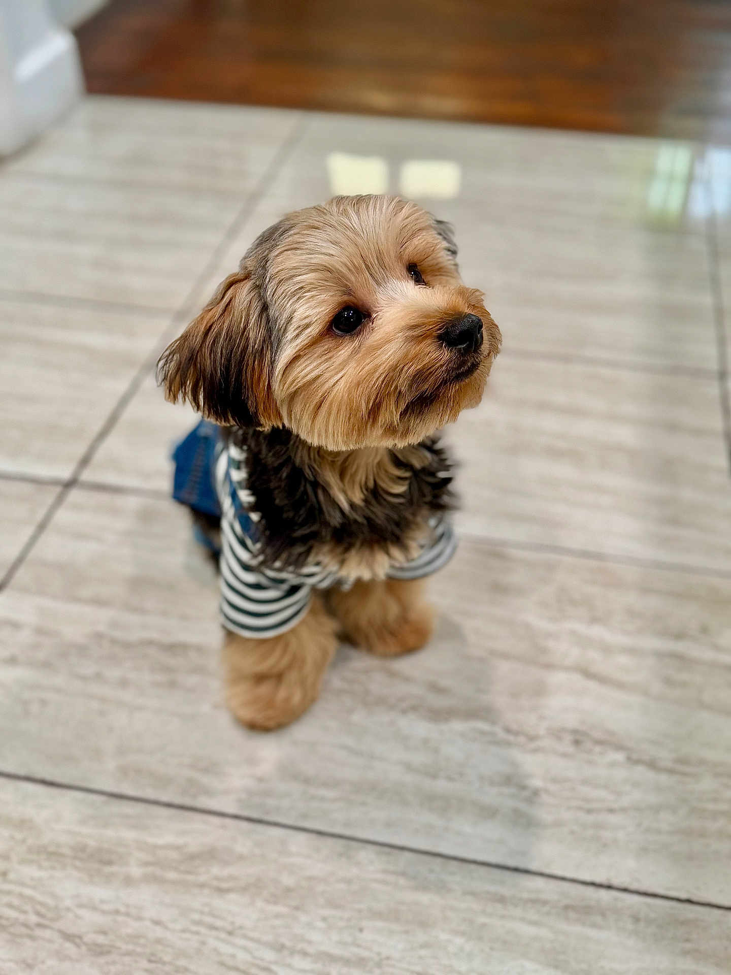 Dominick joined the competition — help win amazing prizes! dog, puppy, small_dog, striped_shirt, pet, cute, fluffy, indoor, floor, tile_floor, looking_up, adorable, fur, domestic_animal, animal, canine, young_dog, waiting, attentive, companion