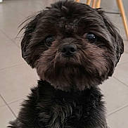 Ursula a rejoint le concours — aidez-le/la à gagner de superbes lots ! animal, black_fur, brown_fur, canine, close_up, curious, cute, dog, eyes, face, floor, fluffy, fur, furniture, home, indoor, nose, pet, portrait, small_dog