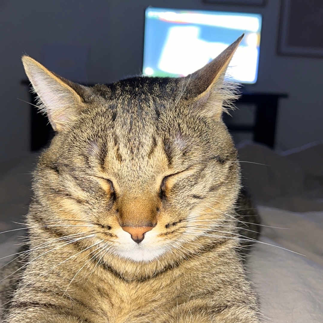 Pistache a rejoint le concours — aidez-le/la à gagner de superbes lots ! abyssinian, animal, cat, computer, computerhardware, computerkeyboard, couch, desk, electronics, furniture, hardware, kitten, laptop, manx, monitor, pc, pet, screen, text, tv