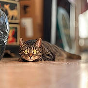 Léa participe au concours pour gagner de l'argent avec cette photo : cat, tabby, indoor, floor, tile, animal, pet, lying_down, close_up, yellow_eyes, whiskers, ears, fur, curious, focused, blurry_background, domestic, relaxed, mammal, house