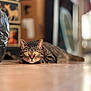 cat, tabby, indoor, floor, tile, animal, pet, lying_down, close_up, yellow_eyes, whiskers, ears, fur, curious, focused, blurry_background, domestic, relaxed, mammal, house