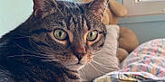 Léa participe au concours pour gagner de l'argent avec cette photo : cat, tabby, green_eyes, close_up, bed, blanket, window, indoor, pet, fur, whiskers, animal, cozy, resting, looking, curious, domestic_cat, soft_light, household, feline