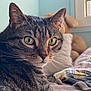cat, tabby, green_eyes, close_up, bed, blanket, window, indoor, pet, fur, whiskers, animal, cozy, resting, looking, curious, domestic_cat, soft_light, household, feline
