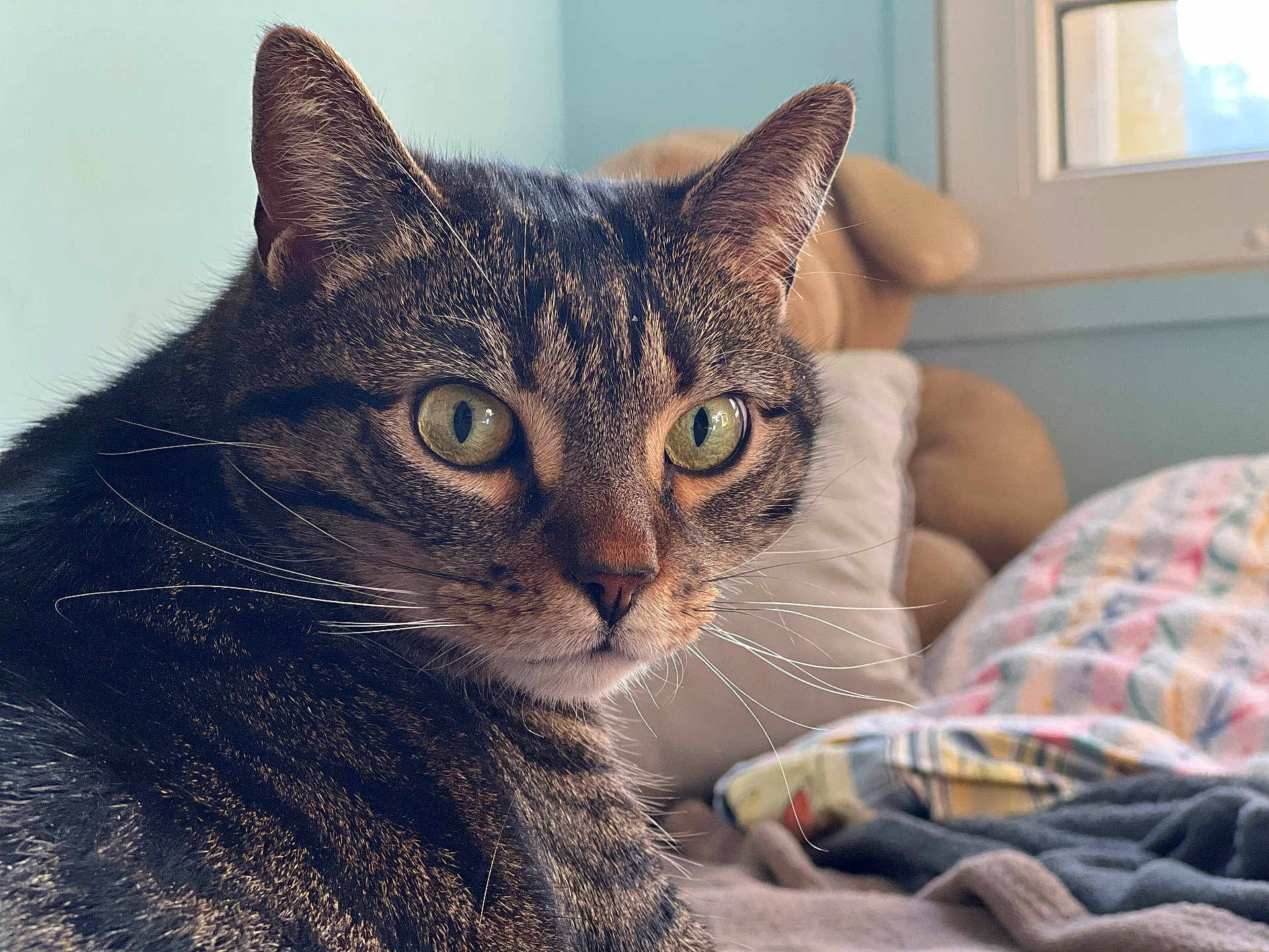 Léa participe au concours pour gagner de l'argent avec cette photo : cat, tabby, green_eyes, close_up, bed, blanket, window, indoor, pet, fur, whiskers, animal, cozy, resting, looking, curious, domestic_cat, soft_light, household, feline