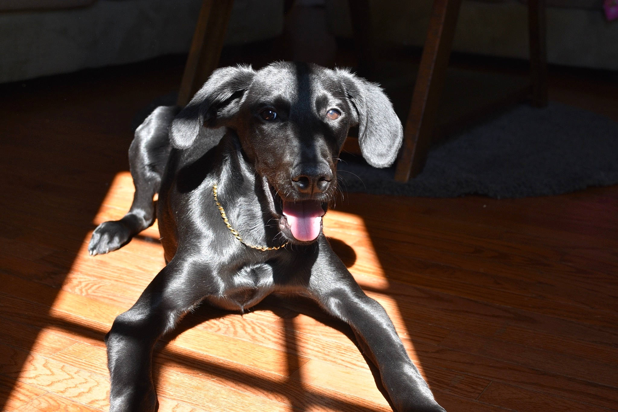 Kain joined the competition — help win amazing prizes! canidae, carnivore, companion_dog, dog, dog_breed, dog_supply, fawn, flooring, fur, guard_dog, hardwood, hunting_dog, liver, pet_supply, snout, sporting_group, whiskers, wood, working_animal, working_dog