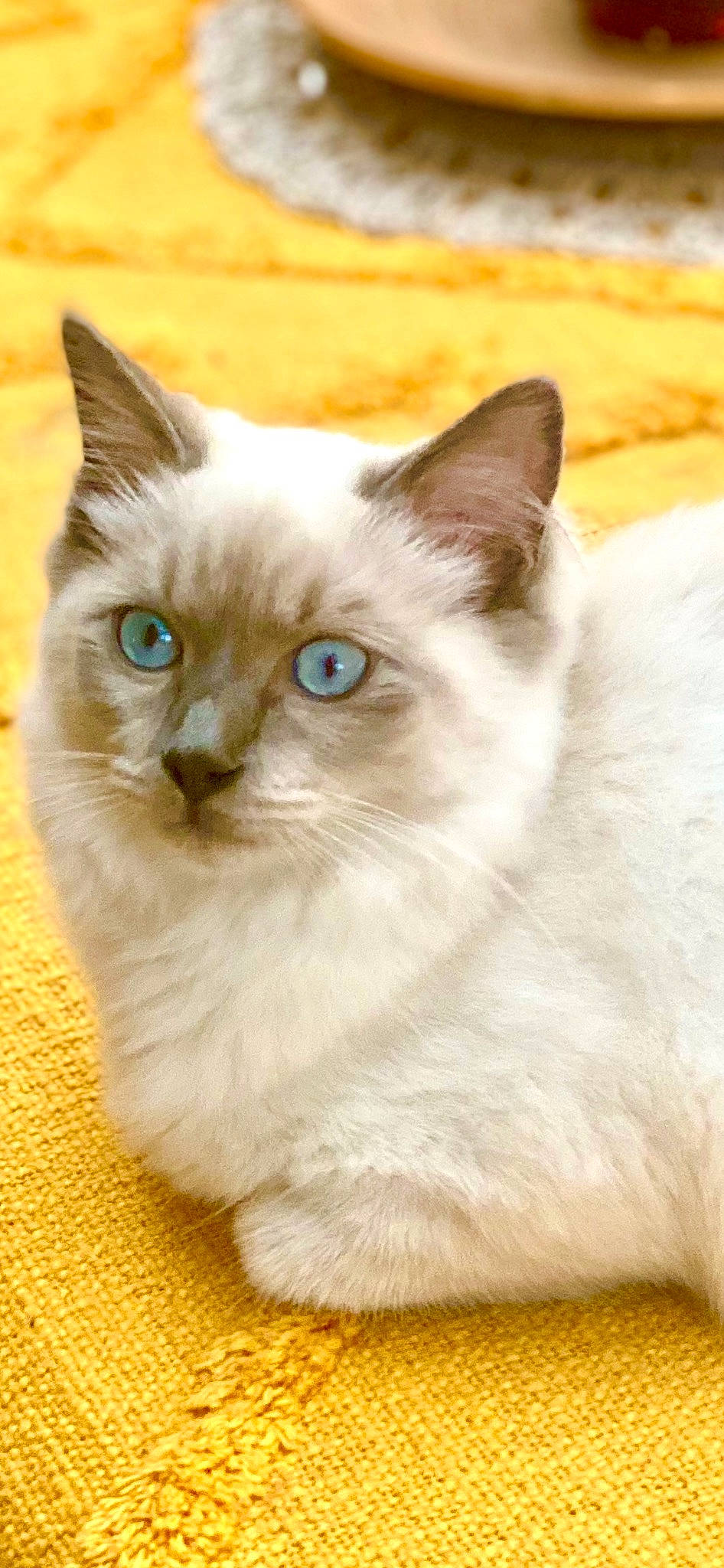 Uziel a rejoint le concours — aidez-le/la à gagner de superbes lots ! balinese, birman, carnivore, cat, domestic_short_haired_cat, eye, fawn, felidae, fur, paw, ragdoll, small_to_medium_sized_cats, snout, tail, terrestrial_animal, thai, whiskers