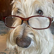 Scamp is registered to the contest to win money with this photo: animal, brown_eyes, close_up, companion, curious, cute, dog, eyewear, face, friendly, fur, glasses, indoor, muzzle, nose, pet, portrait, shaggy, whiskers, white_dog