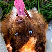Yumi participe au concours pour gagner de l'argent avec cette photo : dog, brown_dog, floppy_ears, blue_eyes, pink_hat, costume, upside_down, portrait, close_up, outdoor, grass, plants, funny, playful, fluffy_fur, pet, animal, camera_facing, sunlight, human_legs