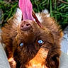 dog, brown_dog, floppy_ears, blue_eyes, pink_hat, costume, upside_down, portrait, close_up, outdoor, grass, plants, funny, playful, fluffy_fur, pet, animal, camera_facing, sunlight, human_legs