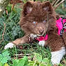 puppy, dog, brown_fur, blue_eyes, fluffy, harness, pink_harness, outdoor, grass, leaves, nature, woodland, portrait, close_up, lying_down, animal, pet, cute, white_paws, photography