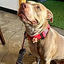 Hunnybun joined the competition — help win amazing prizes! dog, leash, collar, flower_collar, indoor, concrete_floor, green_turf, wooden_furniture, pet, animal, brown_dog, sitting, looking_up, ears, paws, snout, domestic_animal, cute, companion, canine