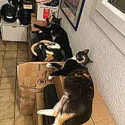 Augustine a rejoint le concours — aidez-le/la à gagner de superbes lots ! cat, cats, cardboard_boxes, indoor, hallway, floor_tiles, black_cat, tuxedo_cat, calico_cat, mirror, helmet, bag, window, wall, relaxing, pet, animal, feline, clutter, domestic