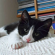 Purdey is registered to the contest to win money with this photo: